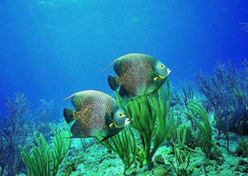 環(huán)境影響評(píng)價(jià)、排污許可證、應(yīng)急預(yù)案